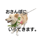 雑種犬リンコの日常（個別スタンプ：7）