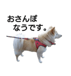 雑種犬リンコの日常（個別スタンプ：8）