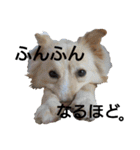 雑種犬リンコの日常（個別スタンプ：9）