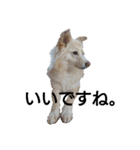 雑種犬リンコの日常（個別スタンプ：10）