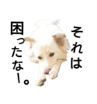 雑種犬リンコの日常（個別スタンプ：11）