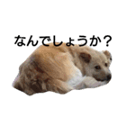 雑種犬リンコの日常（個別スタンプ：12）