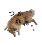 雑種犬リンコの日常（個別スタンプ：13）