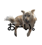 雑種犬リンコの日常（個別スタンプ：15）