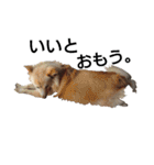 雑種犬リンコの日常（個別スタンプ：16）