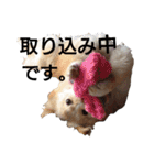雑種犬リンコの日常（個別スタンプ：18）