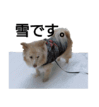 雑種犬リンコの日常（個別スタンプ：19）
