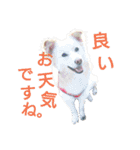 雑種犬リンコの日常（個別スタンプ：20）