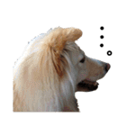 雑種犬リンコの日常（個別スタンプ：21）