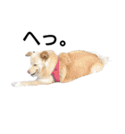 雑種犬リンコの日常（個別スタンプ：22）
