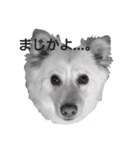 雑種犬リンコの日常（個別スタンプ：23）