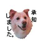 雑種犬リンコの日常（個別スタンプ：24）