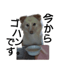 雑種犬リンコの日常（個別スタンプ：27）