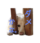 雑種犬リンコの日常（個別スタンプ：29）