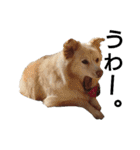 雑種犬リンコの日常（個別スタンプ：30）