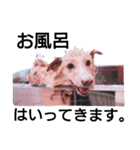 雑種犬リンコの日常（個別スタンプ：32）