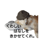 雑種犬リンコの日常（個別スタンプ：33）