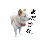 雑種犬リンコの日常（個別スタンプ：34）