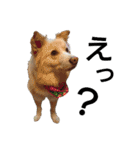 雑種犬リンコの日常（個別スタンプ：36）