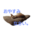 雑種犬リンコの日常（個別スタンプ：39）