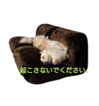雑種犬リンコの日常（個別スタンプ：40）