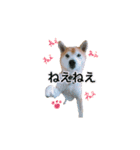 あぽろくんです。2（個別スタンプ：10）