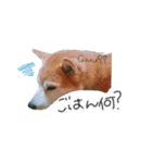 あぽろくんです。2（個別スタンプ：11）