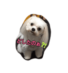 コムはがんばる（個別スタンプ：4）