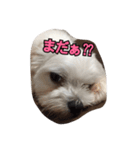 コムはがんばる（個別スタンプ：5）