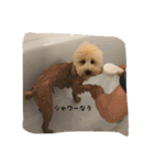 自称小型犬のメルたん♂（個別スタンプ：4）