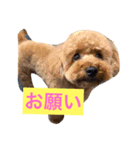 トイプードルのもこちゃん（個別スタンプ：1）