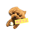 トイプードルのもこちゃん（個別スタンプ：2）