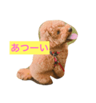 トイプードルのもこちゃん（個別スタンプ：3）