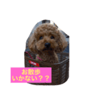トイプードルのもこちゃん（個別スタンプ：6）