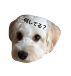 私の犬のふうたくん！（個別スタンプ：1）