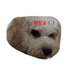 私の犬のふうたくん！（個別スタンプ：2）