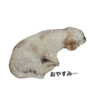 私の犬のふうたくん！（個別スタンプ：3）