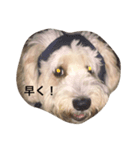 私の犬のふうたくん！（個別スタンプ：4）