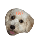 私の犬のふうたくん！（個別スタンプ：5）