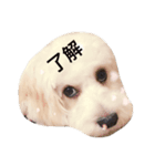 私の犬のふうたくん！（個別スタンプ：7）