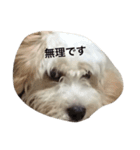 私の犬のふうたくん！（個別スタンプ：8）