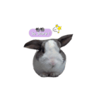 Happy little rabbit（個別スタンプ：6）