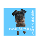 うちのココ（個別スタンプ：1）
