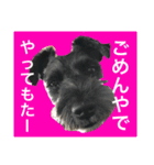 うちのココ（個別スタンプ：3）
