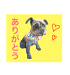 うちのココ（個別スタンプ：5）