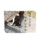 オレオの勇気（個別スタンプ：8）