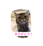 麗太だよ（個別スタンプ：1）