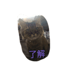 麗太だよ（個別スタンプ：3）