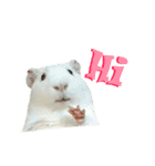 Bobo_the guineapig（個別スタンプ：1）