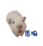 Bobo_the guineapig（個別スタンプ：2）